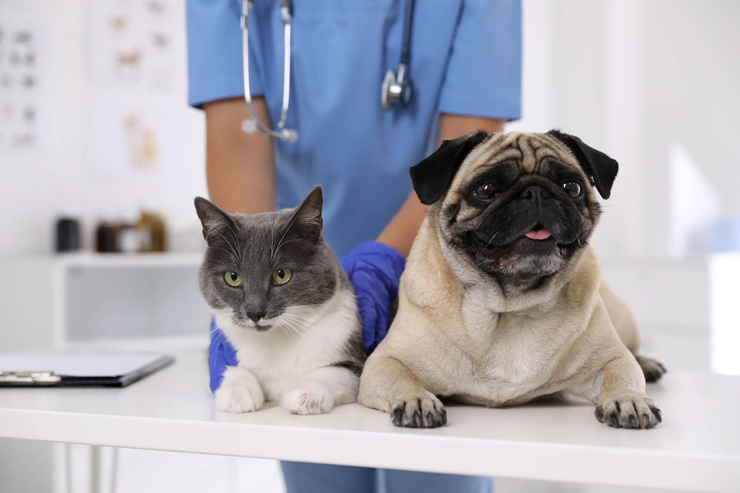 Banner de Mi Veterinaria